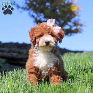 Hazel, Miniature Poodle Puppy